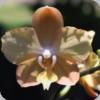 Phal. H Isin Maple Valley